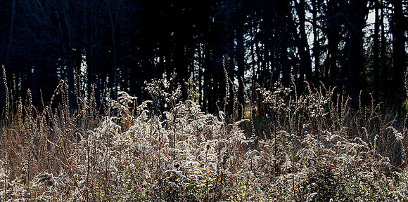 Dead Man's Swamp I