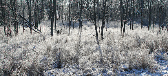 Wetlands in Winter