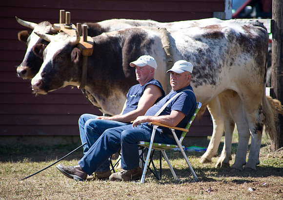 Ox Pull II