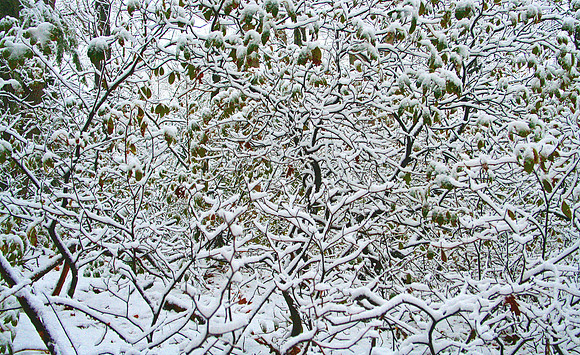 Snow Bush