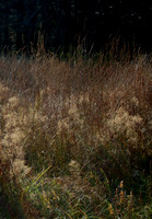 Dead Man's Swamp