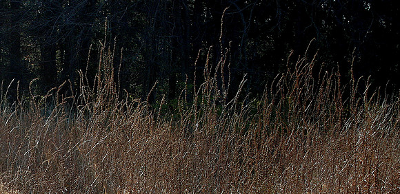 Dead Man's Swamp II